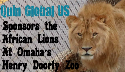 Quin Global, Home of Tensor® Adhesives, Announces Support for the King of the Jungle and His Pride at the Omaha's Henry Doorly Zoo and Aquarium